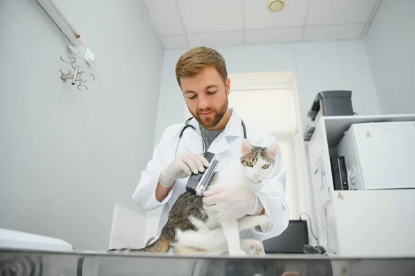 クリニックでハンサムな若い獣医師保有猫 — ストック写真