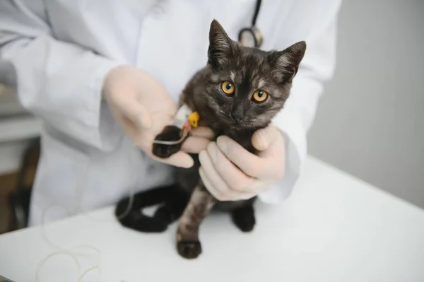 Dokter Onderzoekt Een Zieke Kat Veterinaire Kliniek Concept Diensten Van — Stockfoto