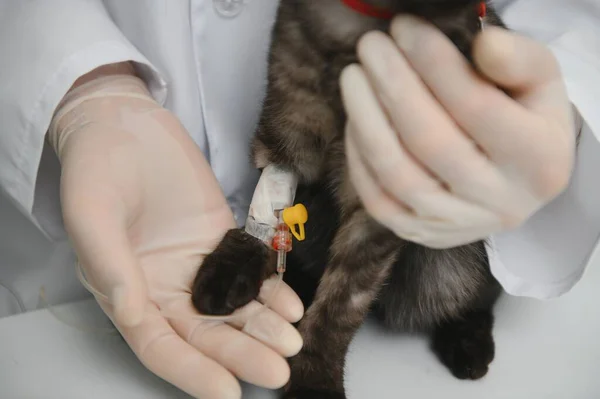 Cat Examination Table Veterinarian Clinic Veterinary Care Vet Doctor Cat — Stock Photo, Image