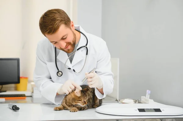 Veterinarian doctor checking cat at a vet clinic.
