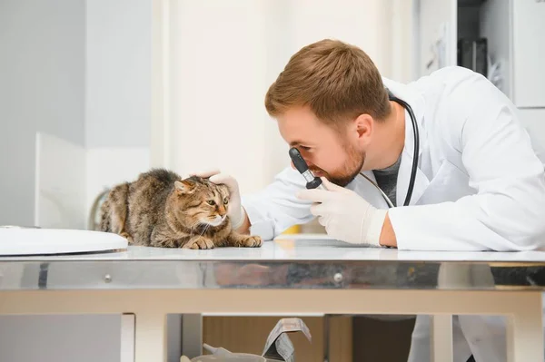Veterinarian doctor checking cat at a vet clinic.
