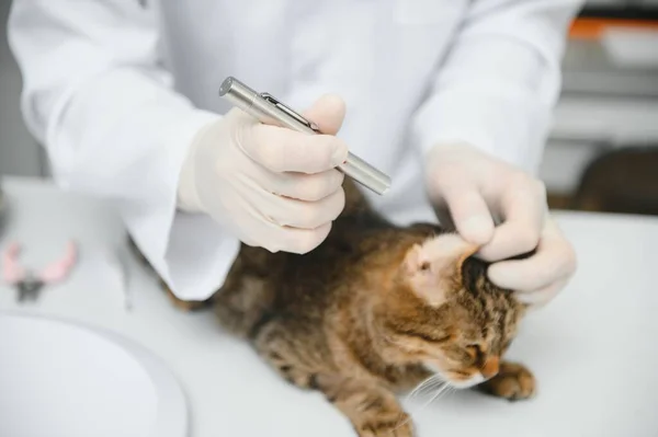 Dokter Onderzoekt Een Zieke Kat Veterinaire Kliniek Concept Diensten Van — Stockfoto