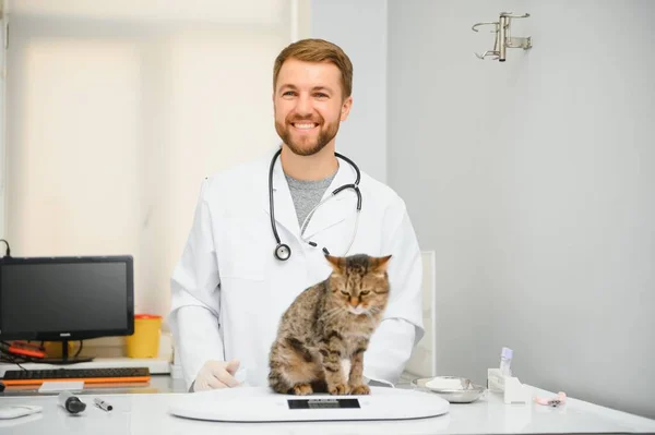 男性医師獣医師獣医院の聴診器で国内猫の検査と健康診断 医療の概念 ペットの健康 — ストック写真