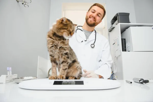 Médico Veterinario Revisando Gato Una Clínica Veterinaria —  Fotos de Stock