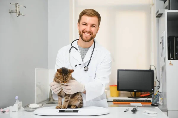 Bonito Jovem Veterinário Segurando Gato Clínica — Fotografia de Stock