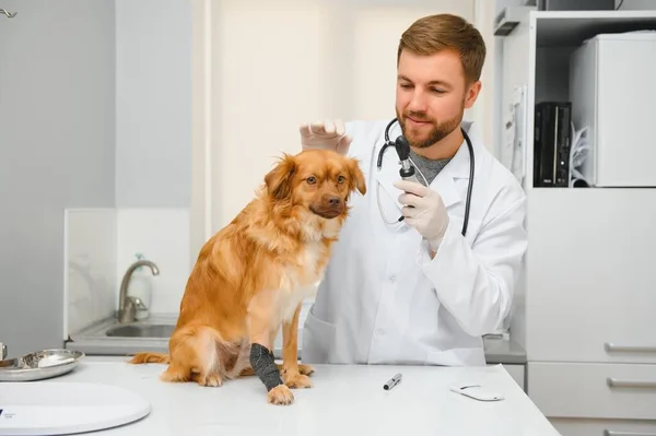 Felices Veterinarios Examinando Perro Clínica — Foto de Stock