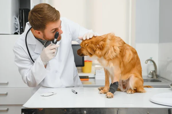 Ветеринар Осмотрит Собаку Ветеринарной Клинике — стоковое фото