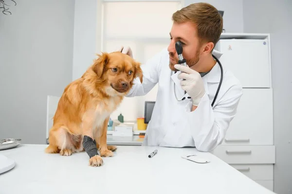 Happy veterinarians examining dog in clinic.