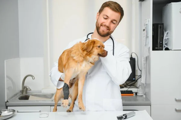 最高の患者だ Cheerful Male Vet Work Uniform Holding Dog Smiling While — ストック写真