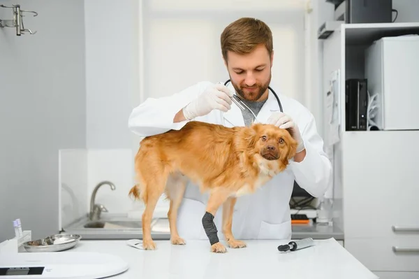 veterinarian examine dog in vet clinic