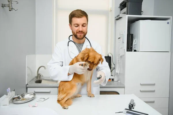 Dog with veterinarians in clinic