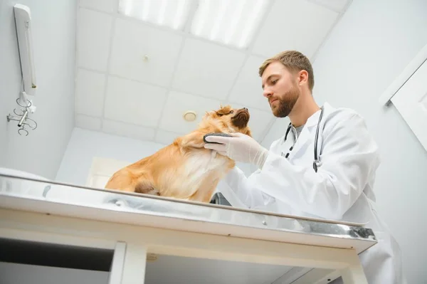 Veterinários Felizes Examinando Cão Clínica — Fotografia de Stock