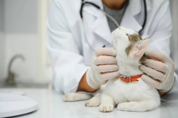 Врач Ветеринар Проверяет Кота Ветеринарной Клинике — стоковое фото