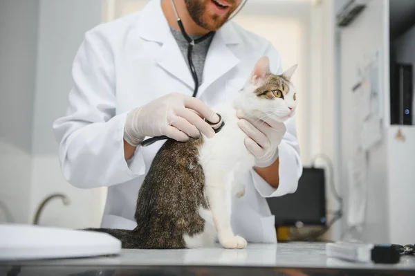 Man veterinarian listening cat with stethoscope during appointment in veterinary clinic.