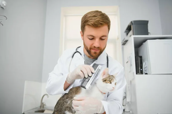 医者は病気の猫を調べている 獣医クリニックのコンセプト ペットの動物 健康及び治療のための医師のサービス — ストック写真