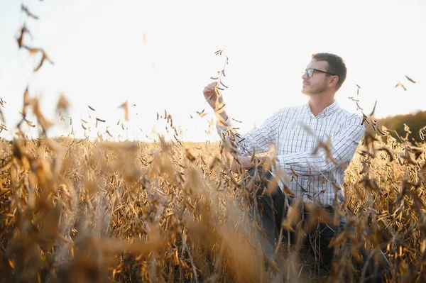 Bir çiftçi soya fasulyesi tarlasını inceliyor. Hasat konsepti