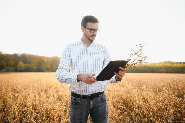 Agronomist Kontroluje Uprawy Soi Polu Rolnym Koncepcja Rolnicza Rolnik Plantacji — Zdjęcie stockowe