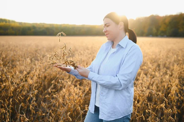 Caucasian female farm worker inspecting soy at field summer evening time somewhere in Ukraine.