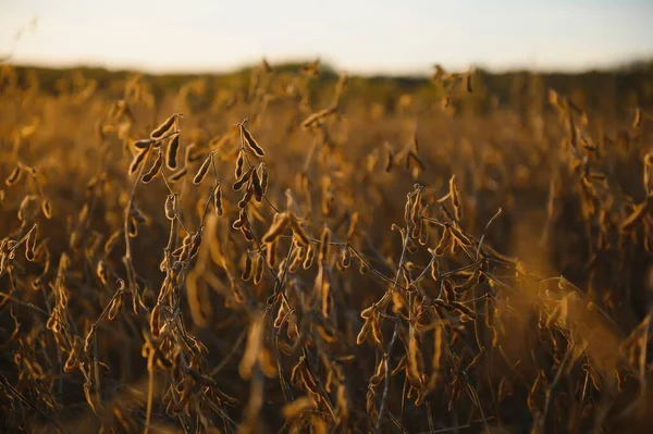 Sojabonen Plantage Bij Zonsondergang Landbouwfotografie — Stockfoto