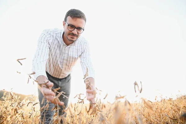 Soya tarlasında dikilen çiftçinin portresi gün batımında mahsulü inceliyor.