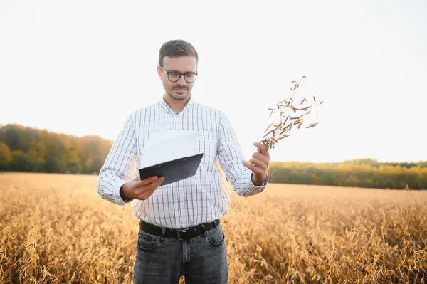 日没時の作物を調査する大豆畑に立つ農家の肖像画 — ストック写真