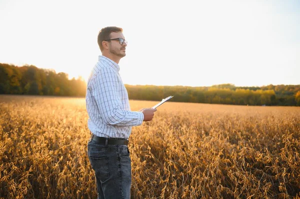 Портрет Фермера Стоїть Полі Сої Який Вивчає Урожай Заході Сонця — стокове фото