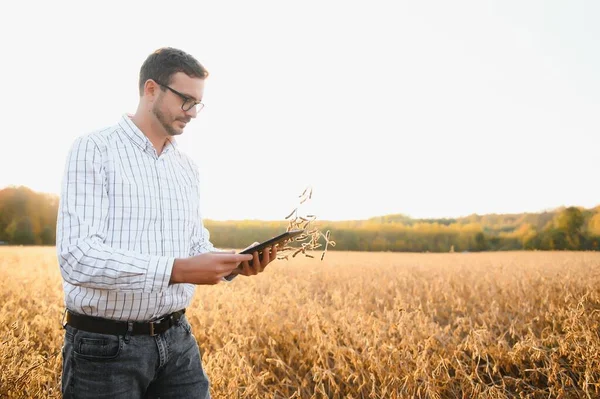 Portrait Farmer Standing Soybean Field Examining Crop Sunset — Stock Photo, Image