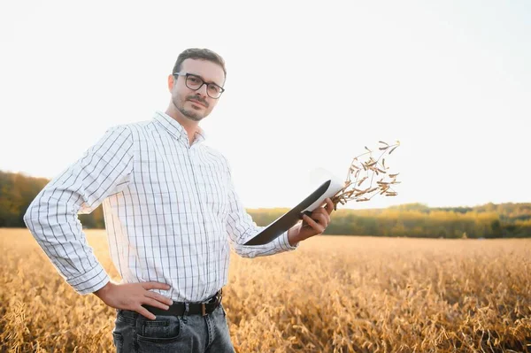 農業学者は農業分野の大豆作物を検査 農業概念 農場の大豆プランテーションの農家 — ストック写真
