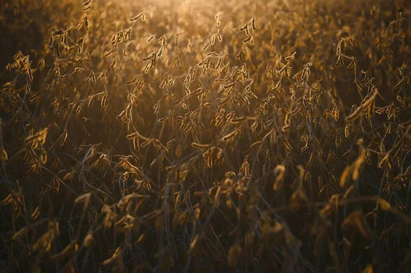 Vainas Soja Maduras Iluminadas Por Sol Noche Agricultura Soja — Foto de Stock