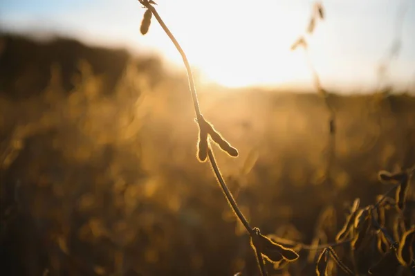 Sojabonen Plantage Bij Zonsondergang Landbouwfotografie — Stockfoto