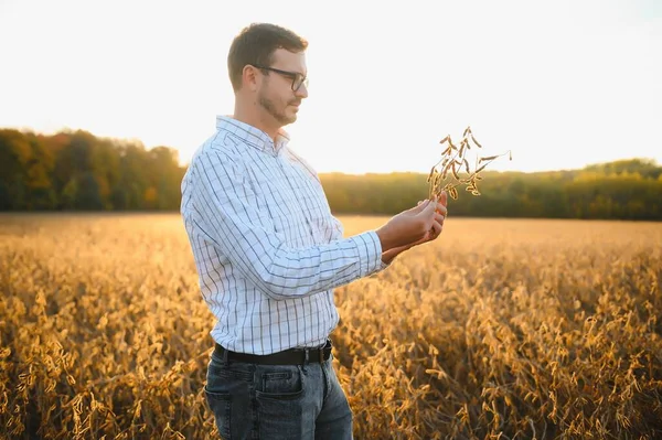 Zemědělský Agronomista Poli Sóji Kontroluje Před Sklizní Plodiny Ekologická Produkce — Stock fotografie