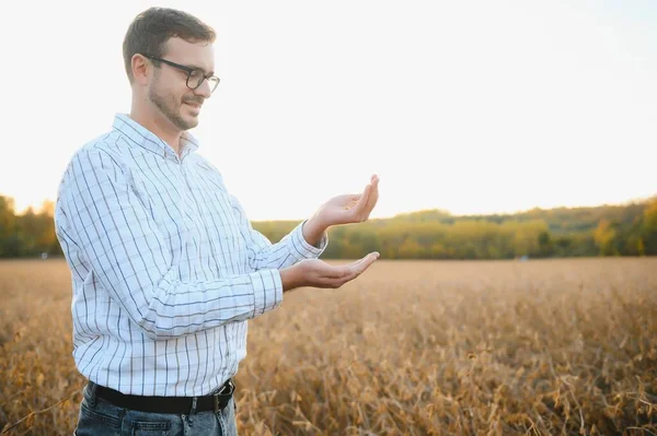 Фермер Агроном Соевом Поле Проверяет Посевы Перед Сбором Урожая Производство — стоковое фото