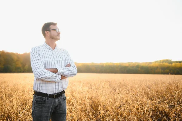 Farmer Agronomist Soybean Field Checking Crops Harvest Organic Food Production — Stock Photo, Image