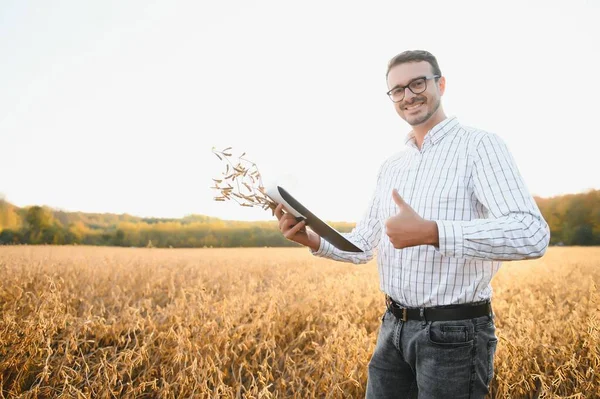农艺学家或农民研究大豆田里的作物 — 图库照片