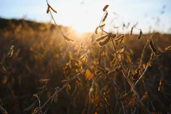 Dojrzałe Strąki Soi Oświetlone Przez Słońce Wieczorem Sojowe Rolnictwa — Zdjęcie stockowe