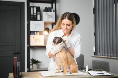 ilaç, hayvan bakımı ve insan konsepti - Fransız bulldog köpeğine yakın veteriner doktor eli veteriner kliniğinde - görüntü