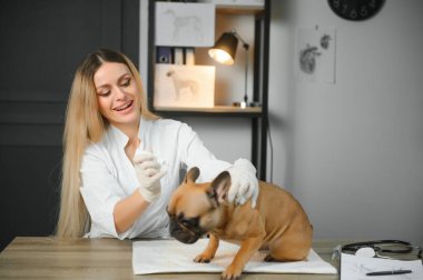 Neşeli, genç bir veteriner güzel bir köpeğe bakıyor ve onu muayene ediyor..