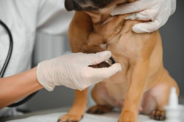 Veteriner kliniğinde stetoskobu olan veteriner köpeği..