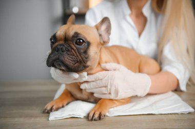 ilaç, hayvan bakımı ve insan konsepti - Fransız bulldog köpeğine yakın veteriner doktor eli veteriner kliniğinde - görüntü