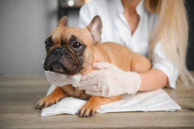ilaç, hayvan bakımı ve insan konsepti - Fransız bulldog köpeğine yakın veteriner doktor eli veteriner kliniğinde - görüntü