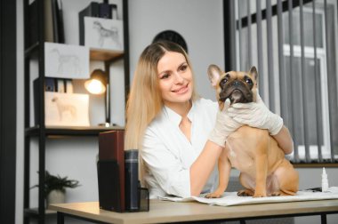 Neşeli, genç bir veteriner güzel bir köpeğe bakıyor ve onu muayene ediyor..