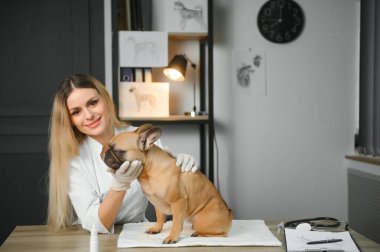 Neşeli, genç bir veteriner güzel bir köpeğe bakıyor ve onu muayene ediyor..