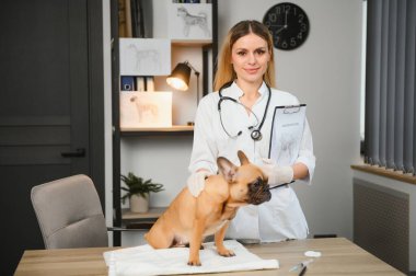 Neşeli, genç bir veteriner güzel bir köpeğe bakıyor ve onu muayene ediyor..