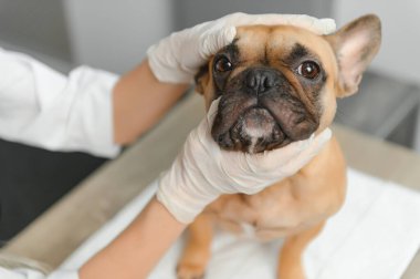 ilaç, hayvan bakımı ve insan konsepti - Fransız bulldog köpeğine yakın veteriner doktor eli veteriner kliniğinde - görüntü