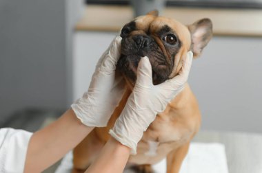 Veteriner Clinic sevimli köpek inceleyerek.