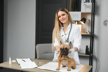 Veteriner Clinic sevimli köpek inceleyerek.
