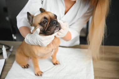 Neşeli, genç bir veteriner güzel bir köpeğe bakıyor ve onu muayene ediyor..