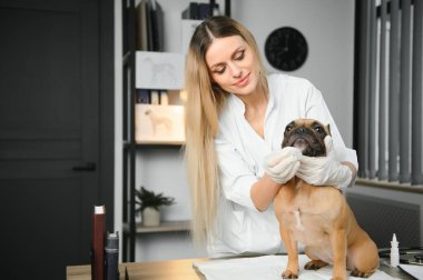 ilaç, hayvan bakımı ve insan konsepti - Fransız bulldog köpeğine yakın veteriner doktor eli veteriner kliniğinde - görüntü