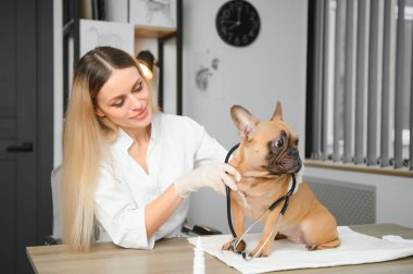 Neşeli, genç bir veteriner güzel bir köpeğe bakıyor ve onu muayene ediyor..