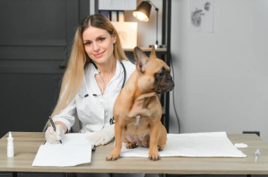 Tatlı sakin köpek veteriner dolabında oturuyor..